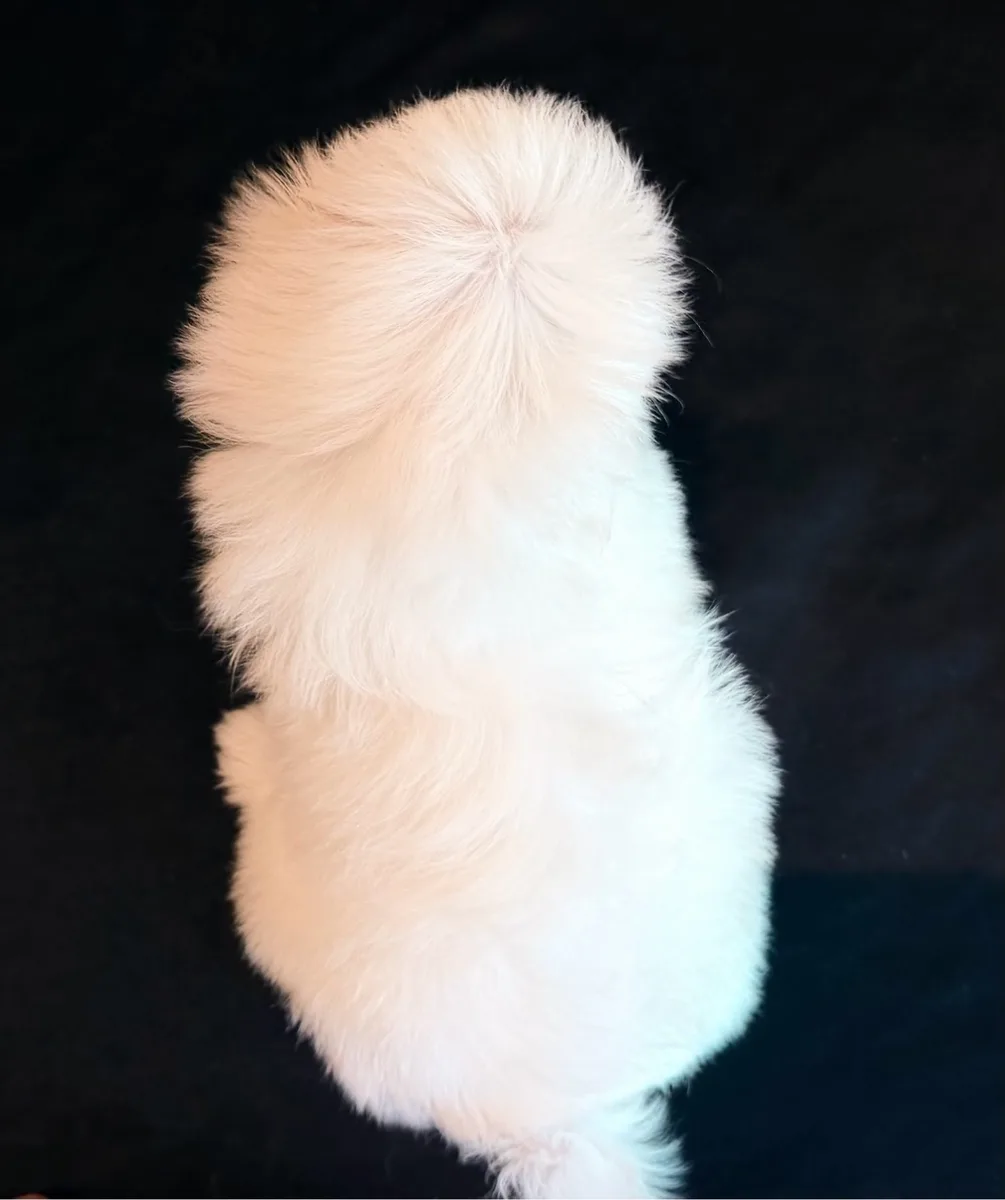 Beauty lying on her back, showing her fluffy white coat