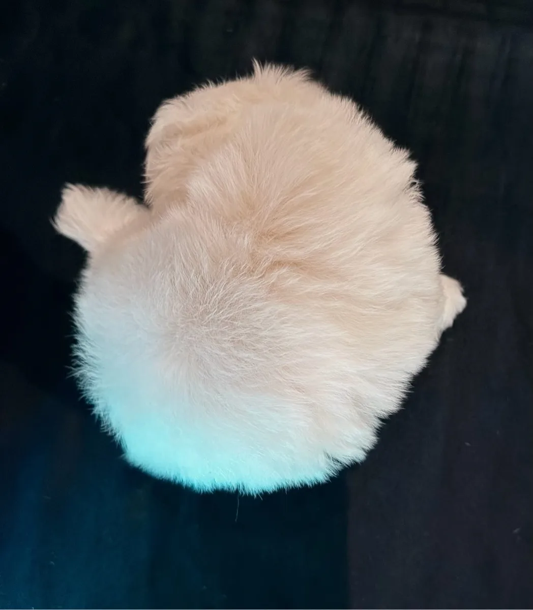 Beauty curled up, seen from above, showing her fluffy white coat