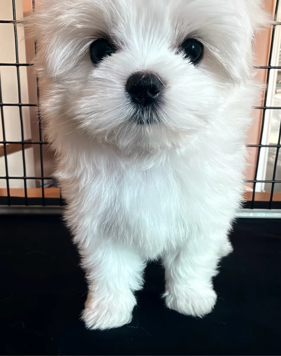 Bella standing and looking at the camera