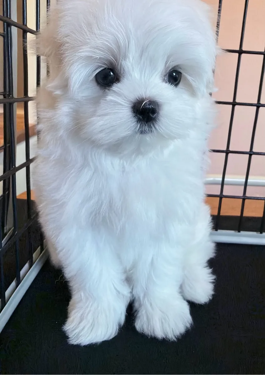 Bella sitting and looking at the camera