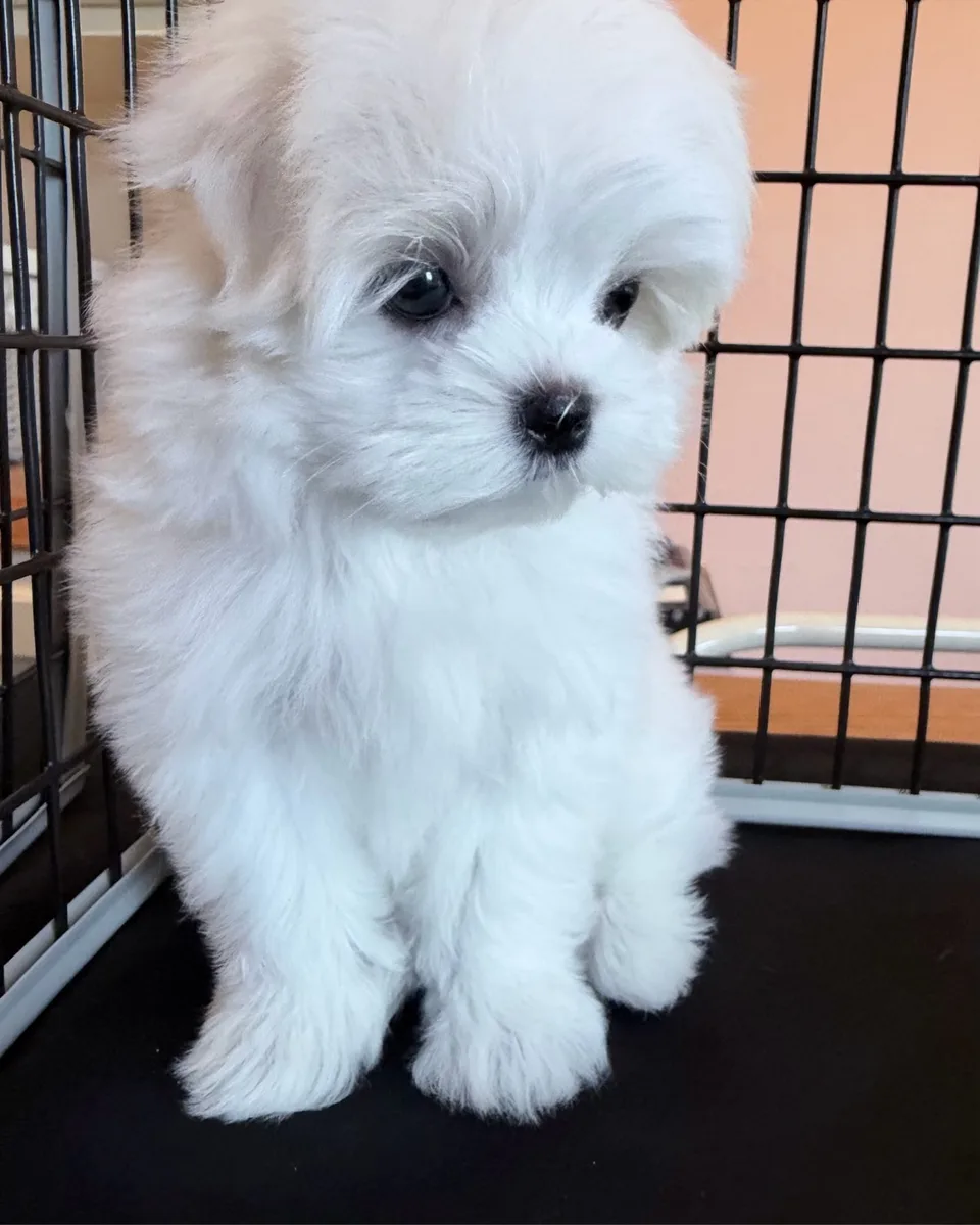 Bella sitting and looking to the side, showing her fluffy white Maltese coat