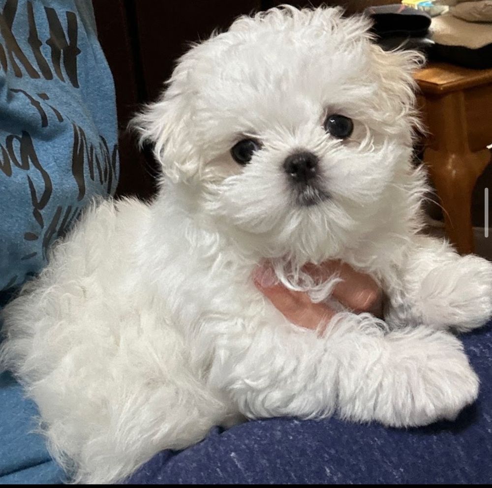 Dog photo shared with BeautybyParis’s Google review