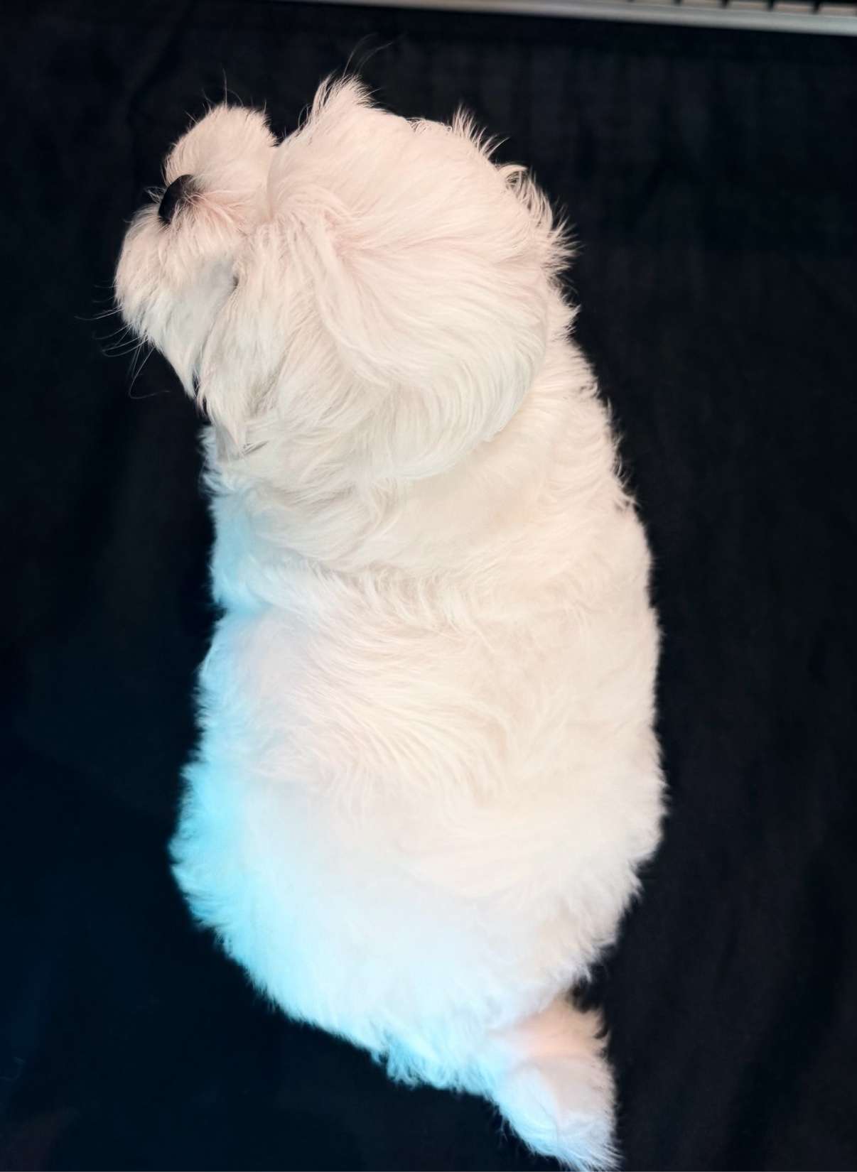 Daisy seen from above, showing her silky white coat