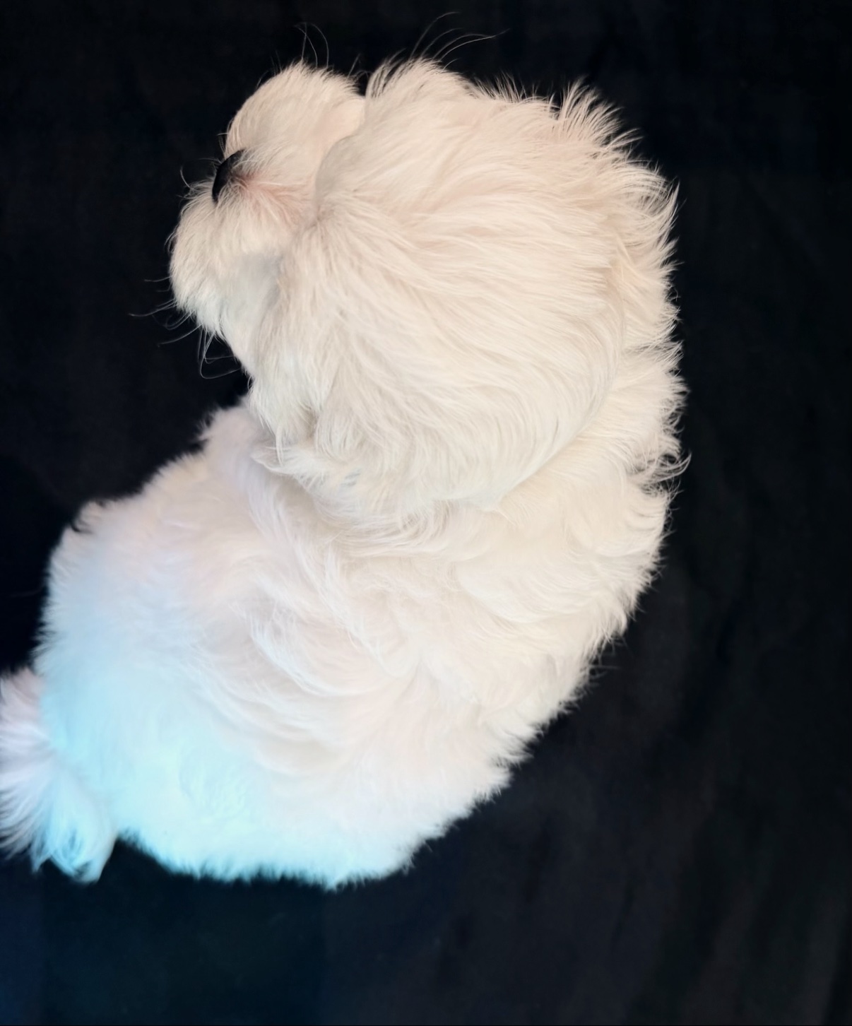 Daisy curled up, seen from above