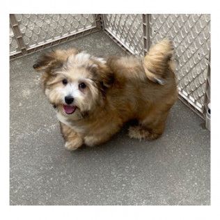 Steffi — Havanese from the Southern Silks gallery