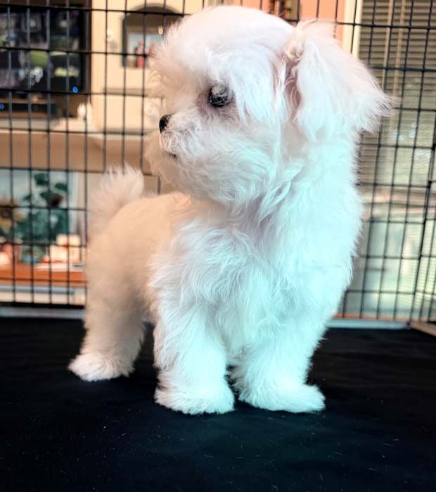 Sugar showing her fluffy white Maltese coat