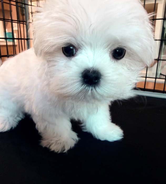 Sugar, a gentle female Maltese puppy