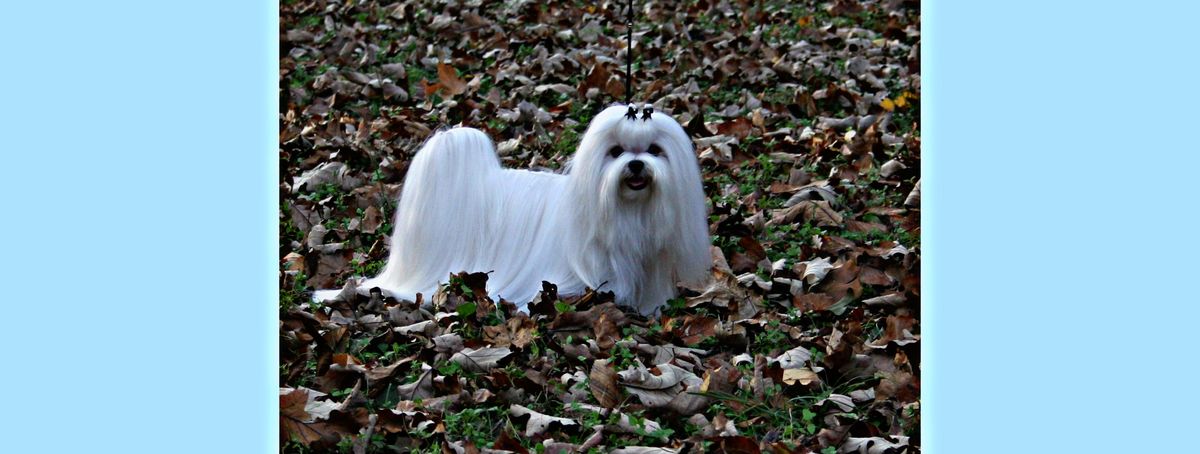 Southern Silks family, puppies, and program history