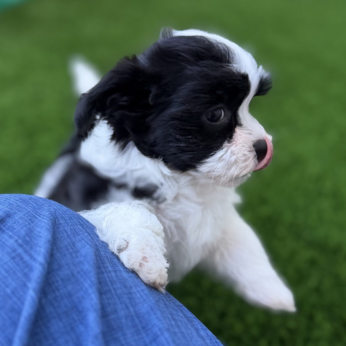 Side portrait of Benny showing his fluffy black-and-white coat