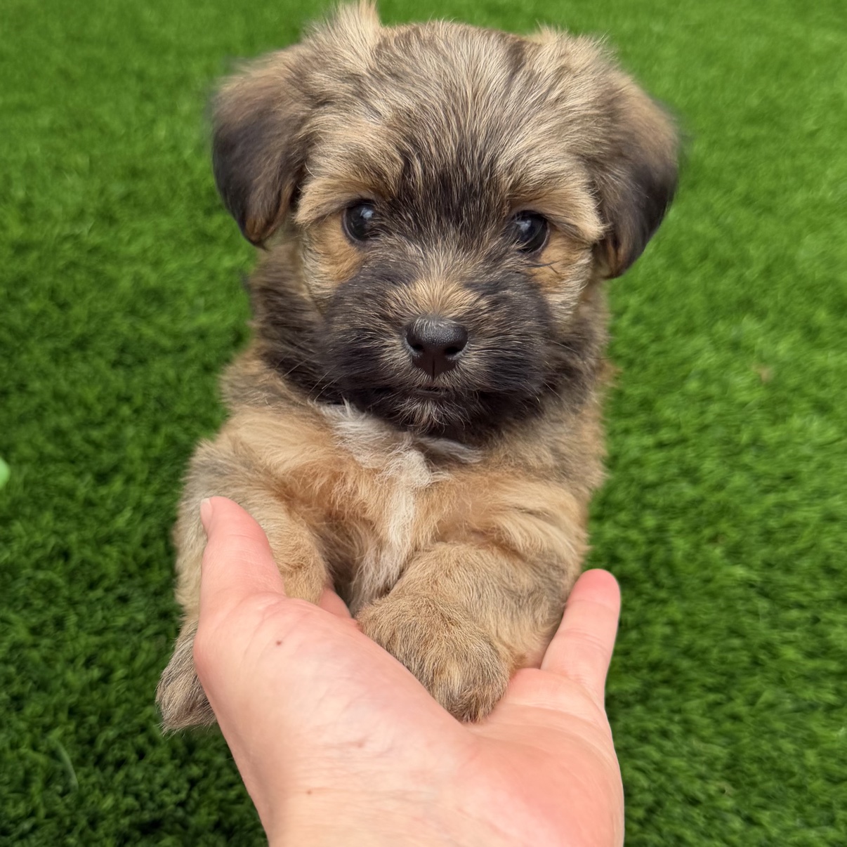 Close portrait of Bear being held in a hand on the grass
