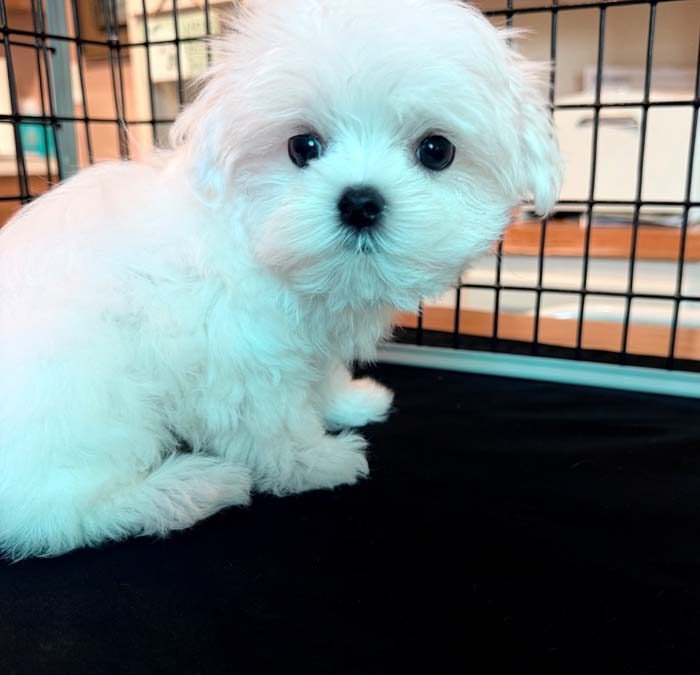 Sugar, an available female Maltese puppy with a silky white coat