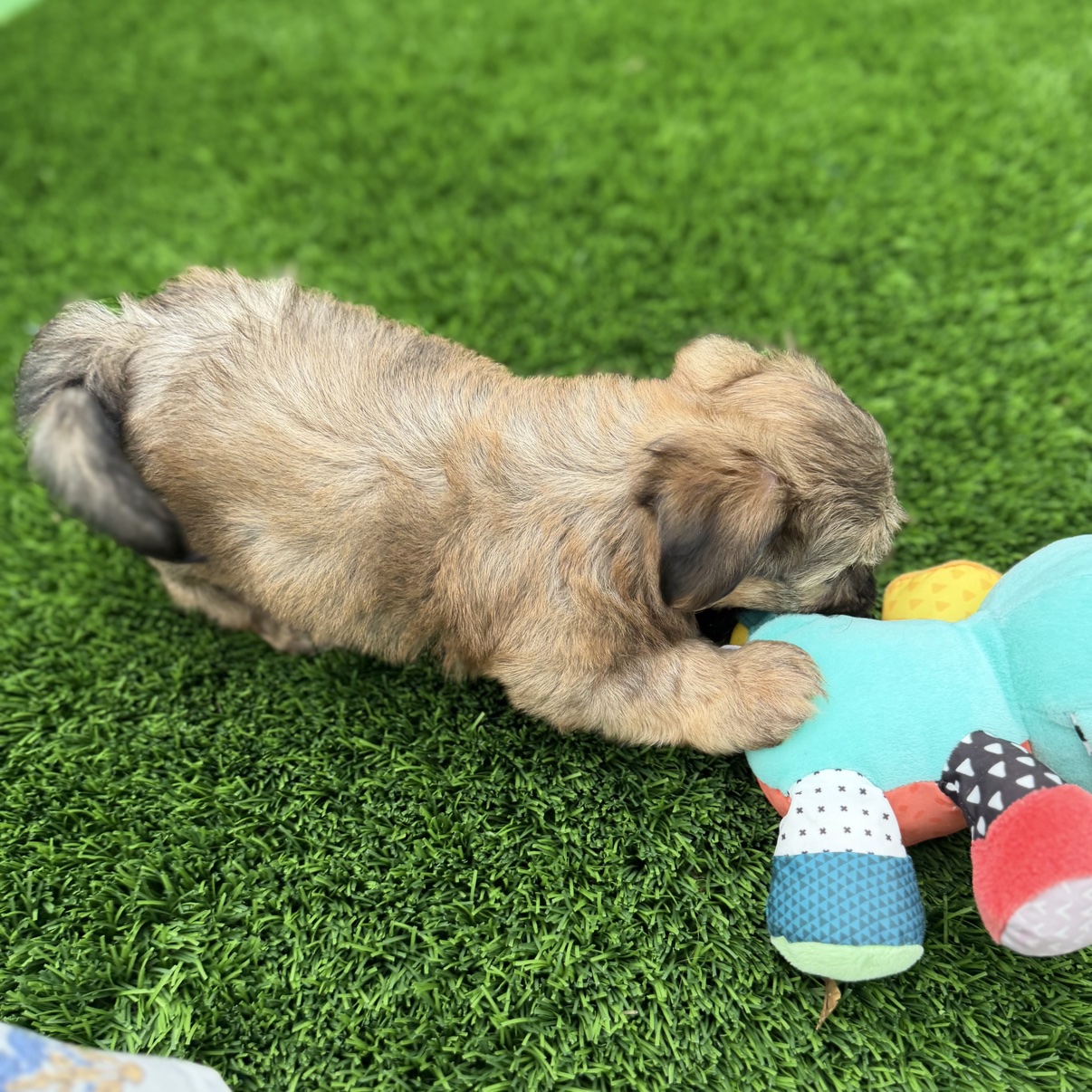 Bear playing with a colorful toy on the grass, side view