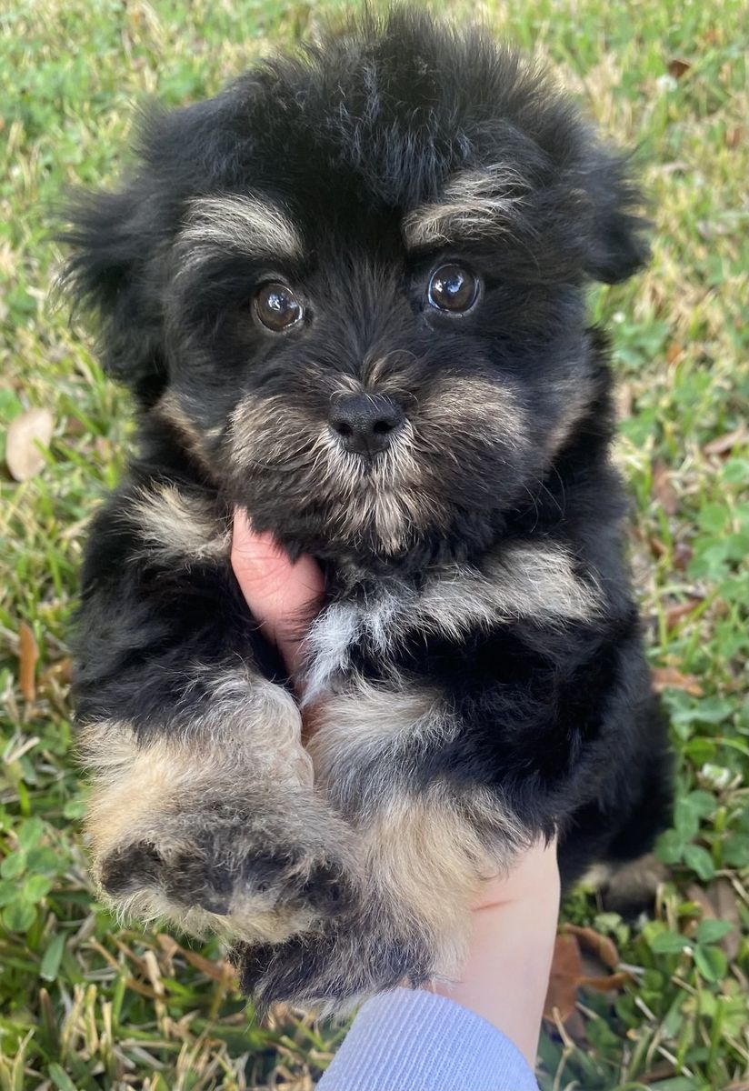 Havanese with black with tan points coat coloring