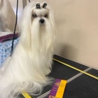 Grand CH Luke, a Southern Silks champion
