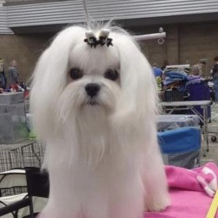 Frankie, a Southern Silks champion