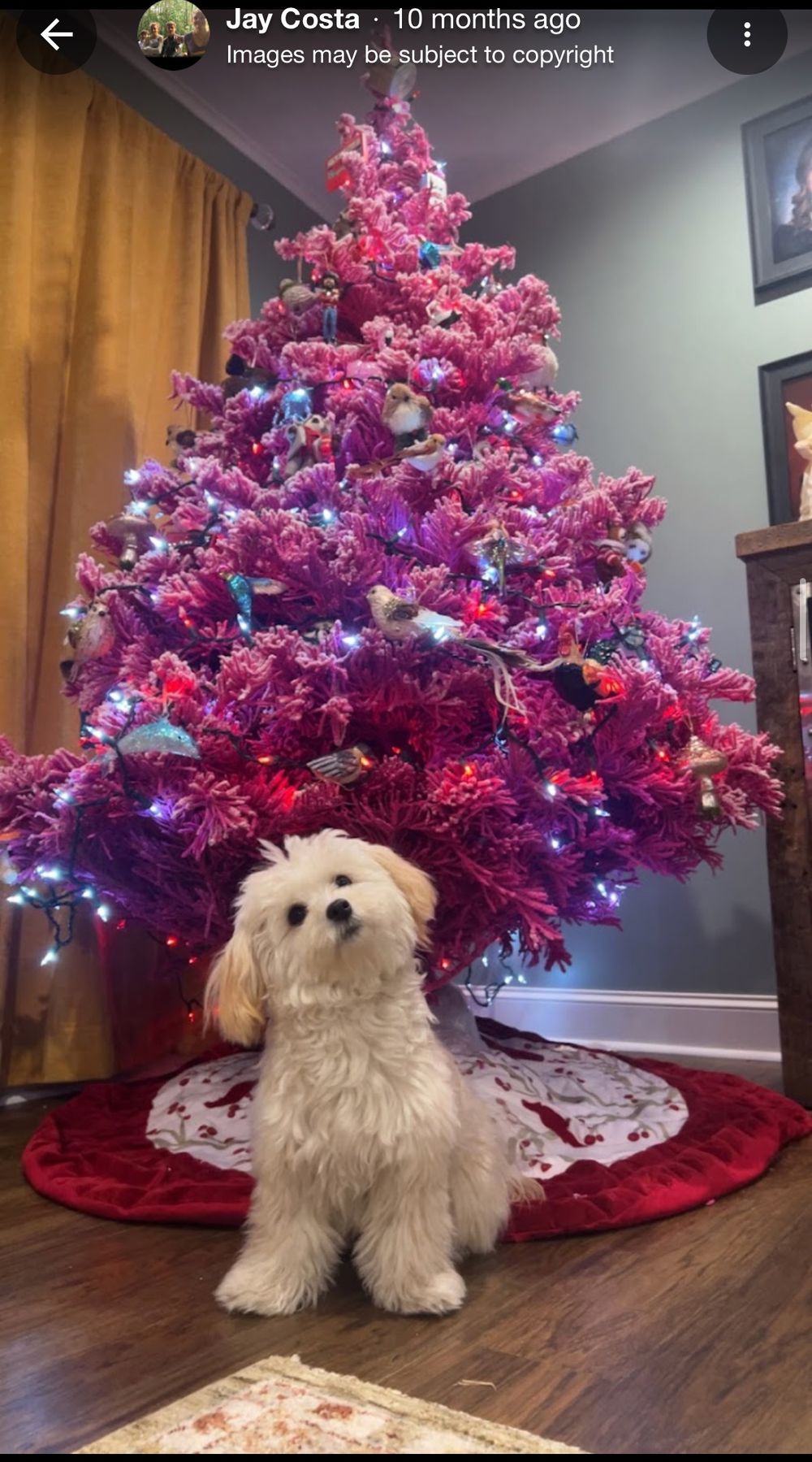 Dog photo shared with Jay Costa’s Google review