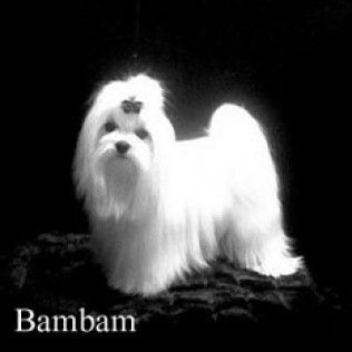 Bambam from the Southern Silks gallery