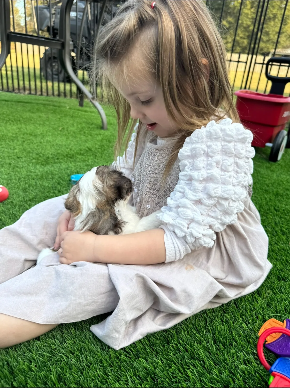 A child petting a black-and-white Havanese puppy outdoors