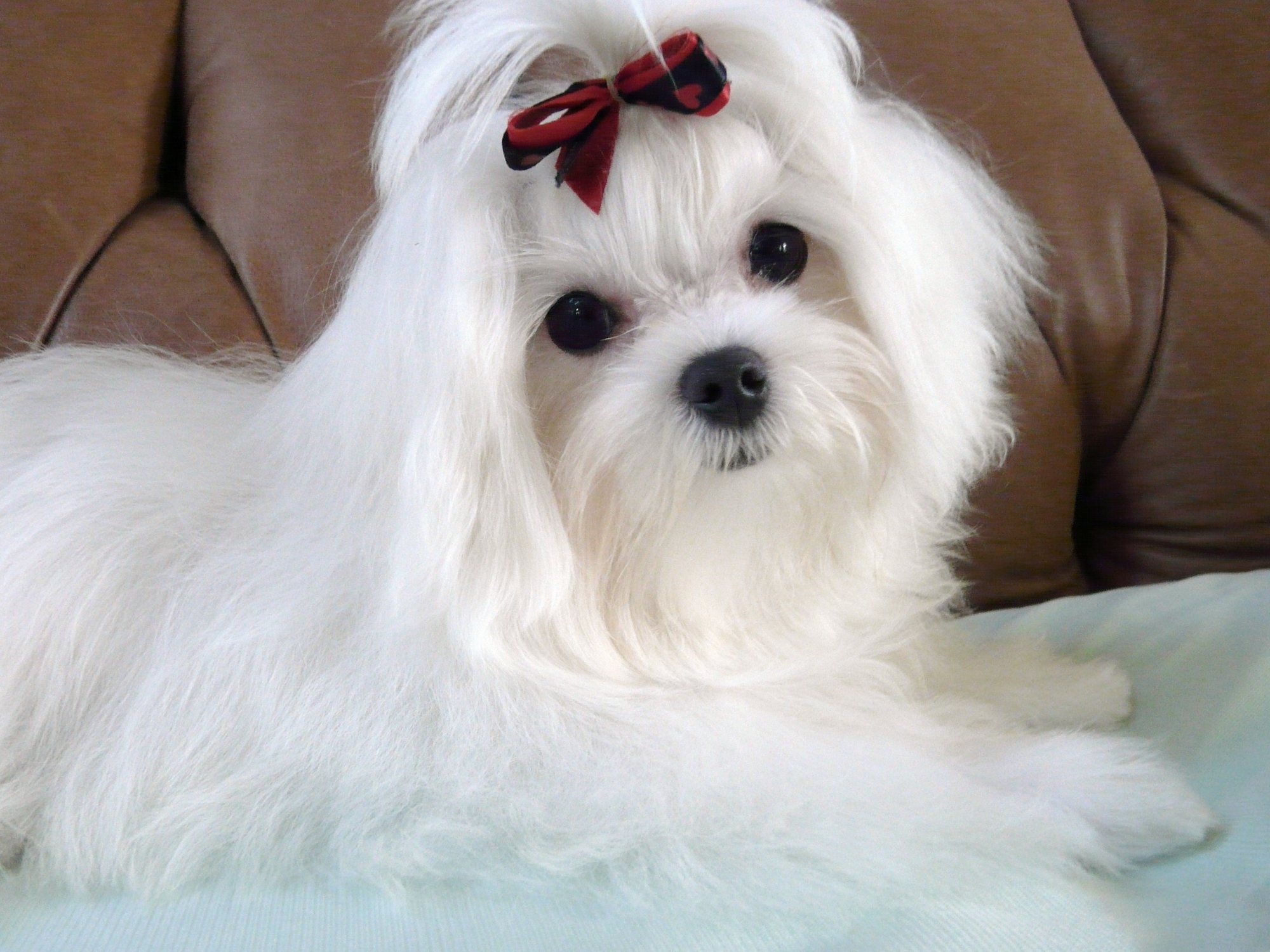 White Maltese with a red-and-black bow