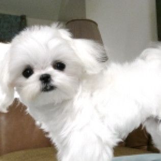 Kong from the Southern Silks Maltese Doll Collection