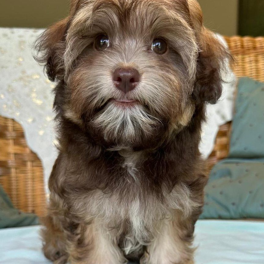 Havanese with chocolate sable coat coloring