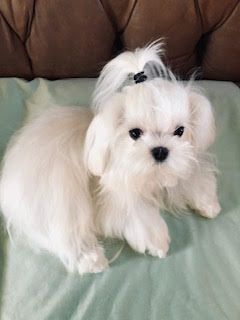 Meesha from the Southern Silks Maltese Doll Collection