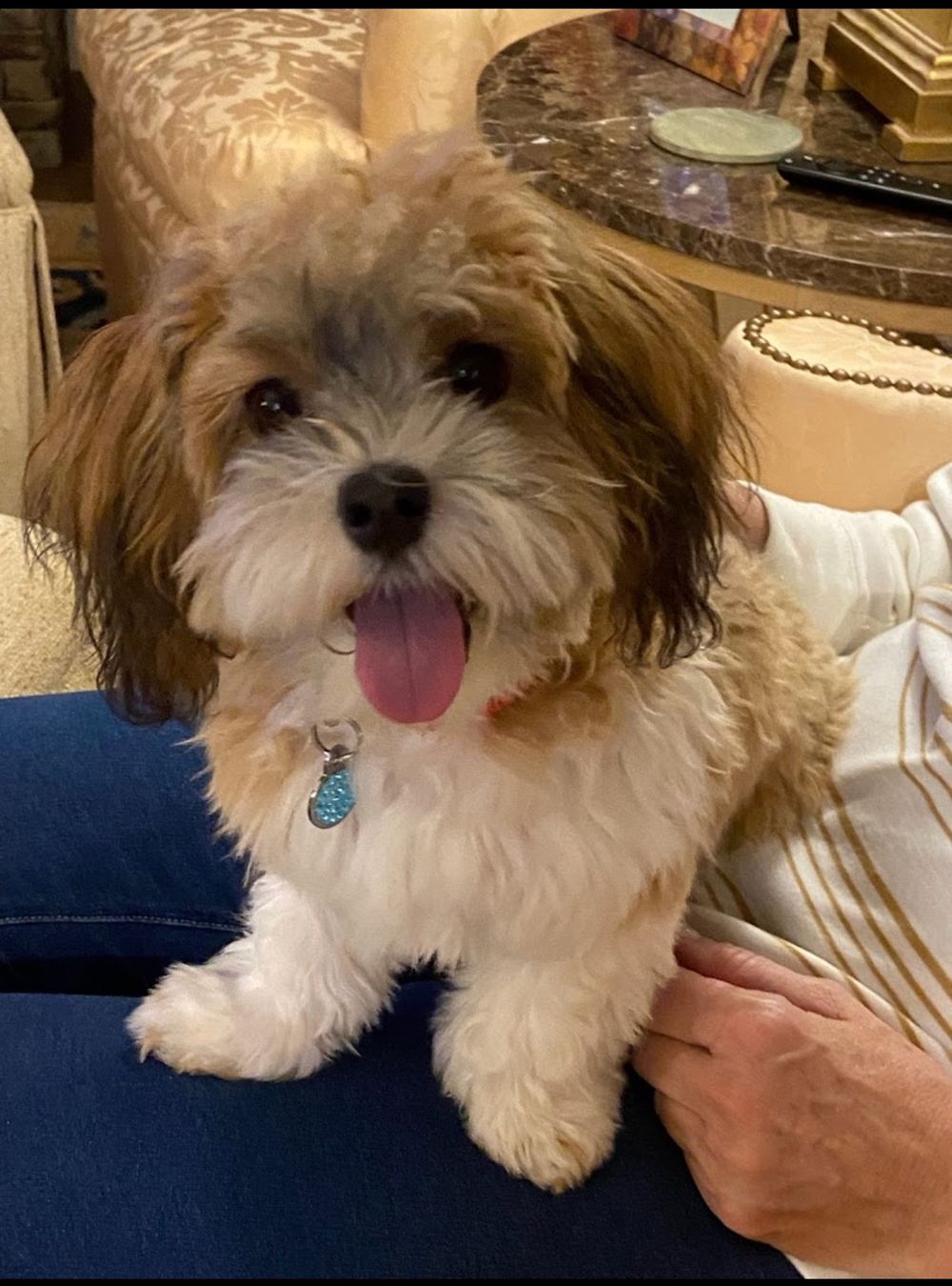 Dog photo shared with Karen Rogosky’s Google review