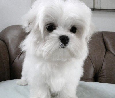 Southern Silks puppies featured with the health guarantee information