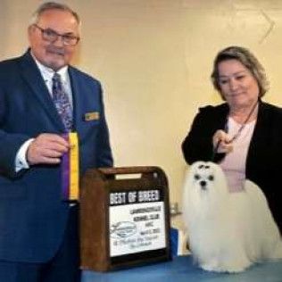 Grand CH Luke, a Southern Silks champion