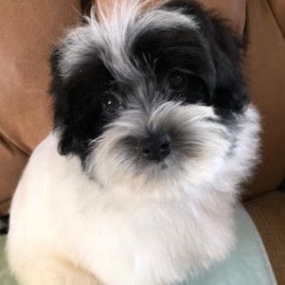 Sparkle — Havanese from the Southern Silks gallery