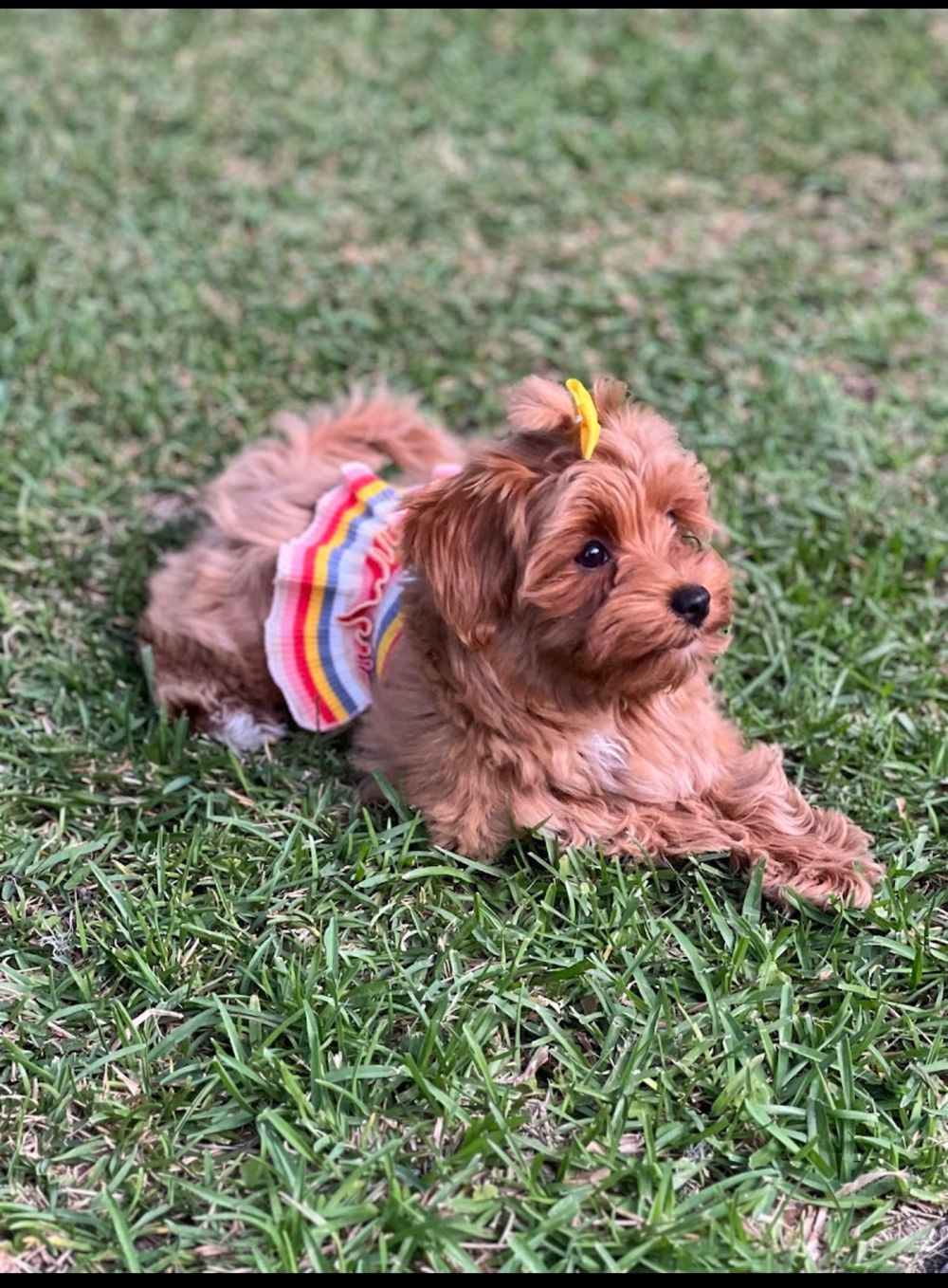 Dog photo shared with Ayanna Sweetnam’s Google review