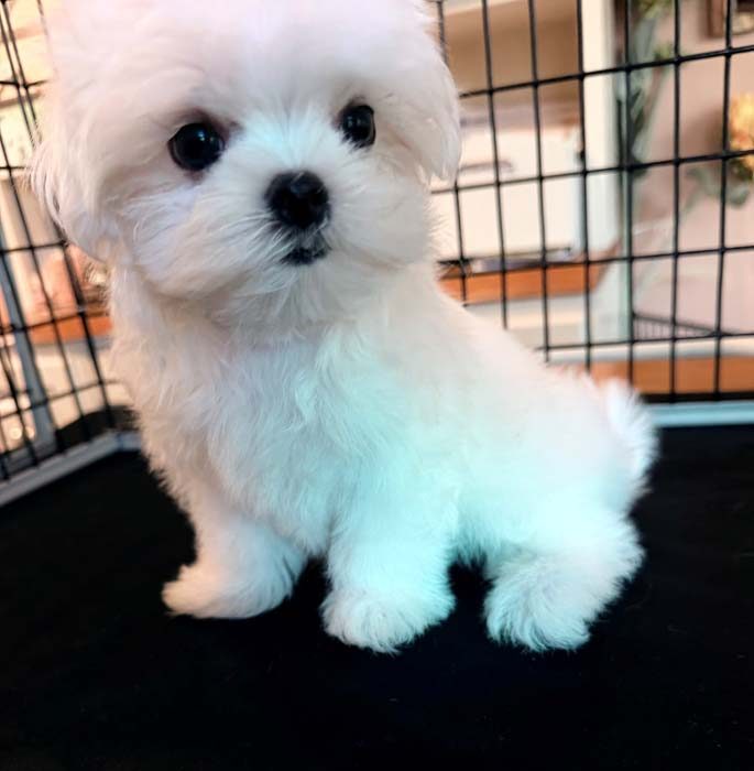 Portrait of Sugar, a white Maltese puppy