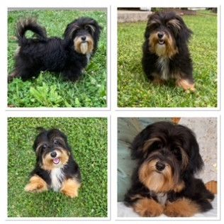 Midnite — Havanese from the Southern Silks gallery