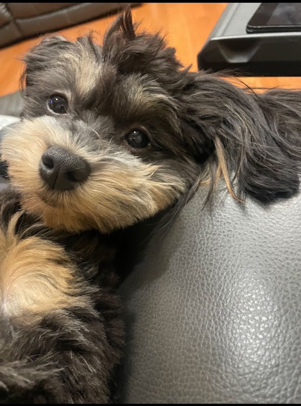 Dog photo shared with Andrea Dean’s Google review
