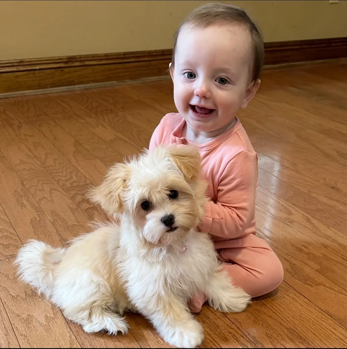 A baby sitting beside a cream Havanese puppy