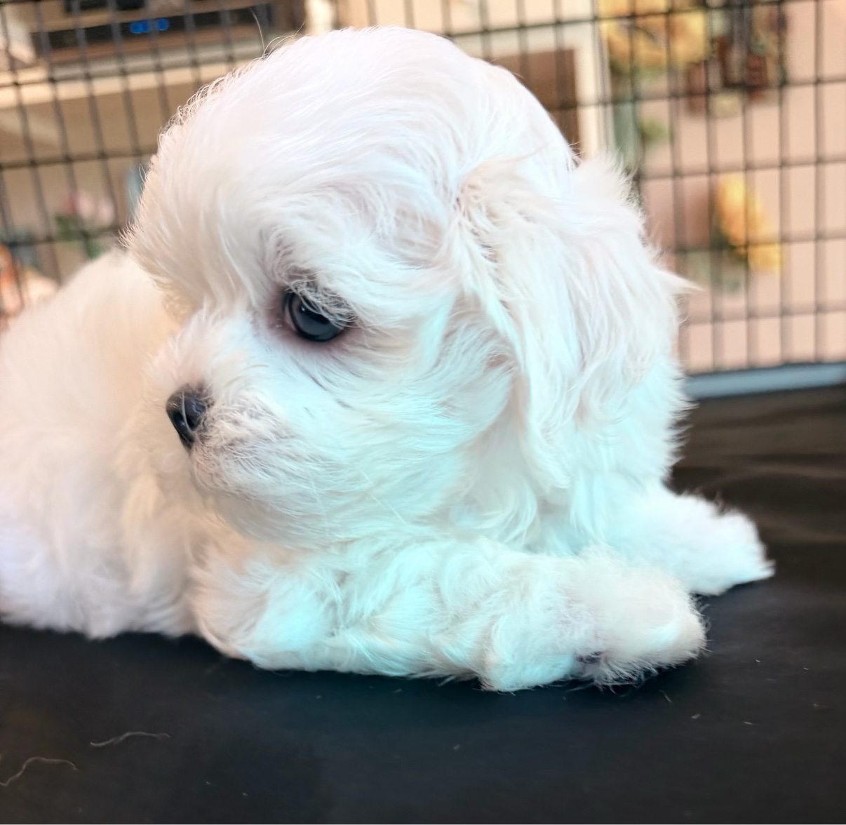 Daisy lying down, showing her full silk white coat in profile