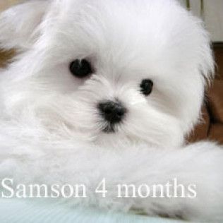 Samson from the Southern Silks gallery