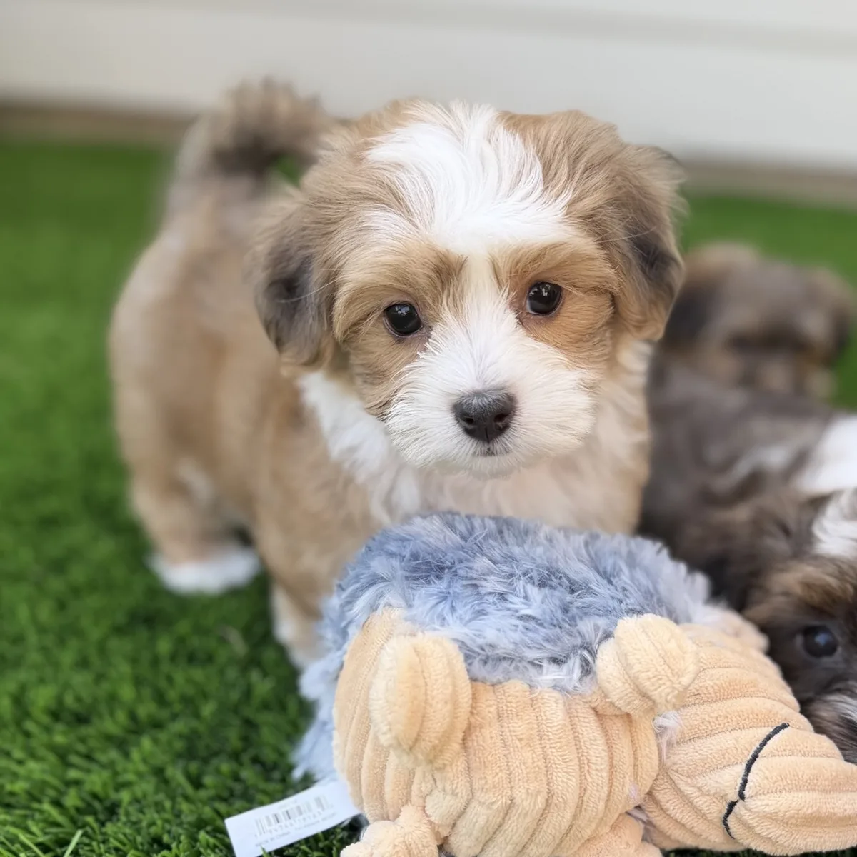 Tan-and-white Havanese puppy standing on green grass