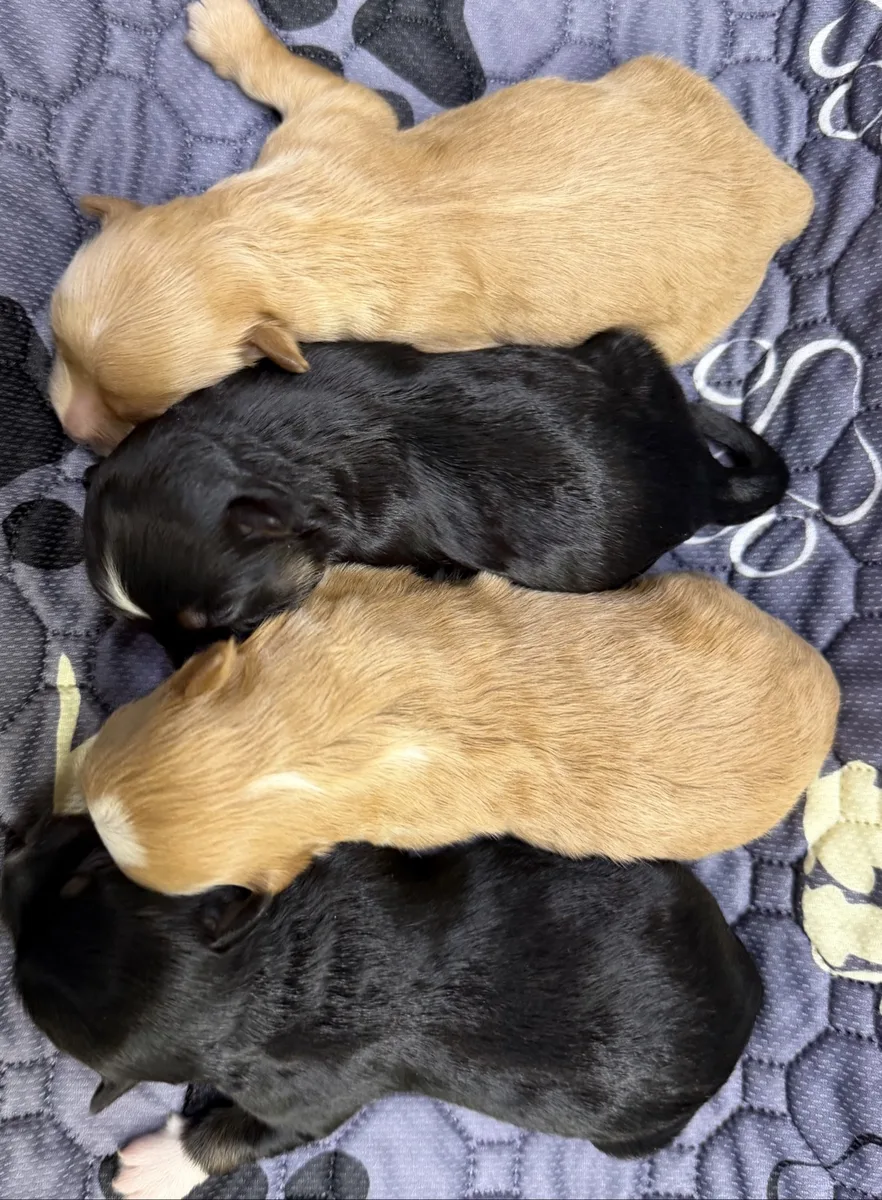 Steffie's four newborn girls snuggled together — two tan and two black