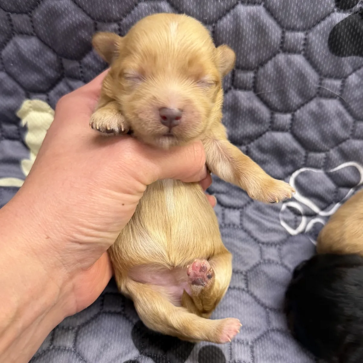Tan newborn girl from Steffie's litter held in a hand
