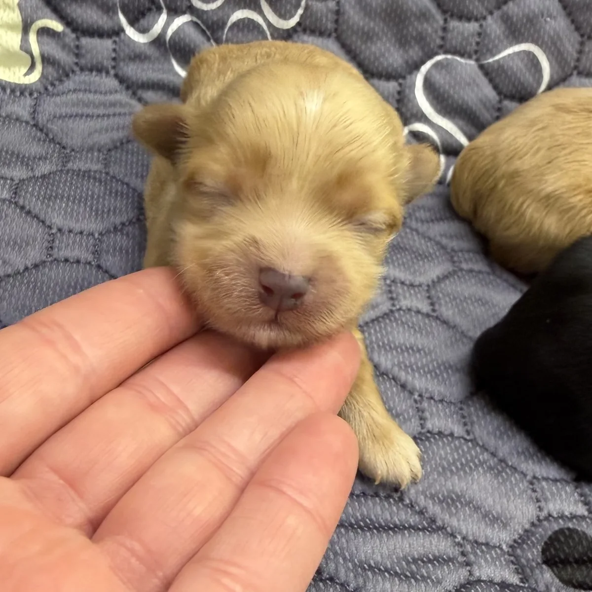 Tan newborn girl from Steffie's litter resting her chin on a hand