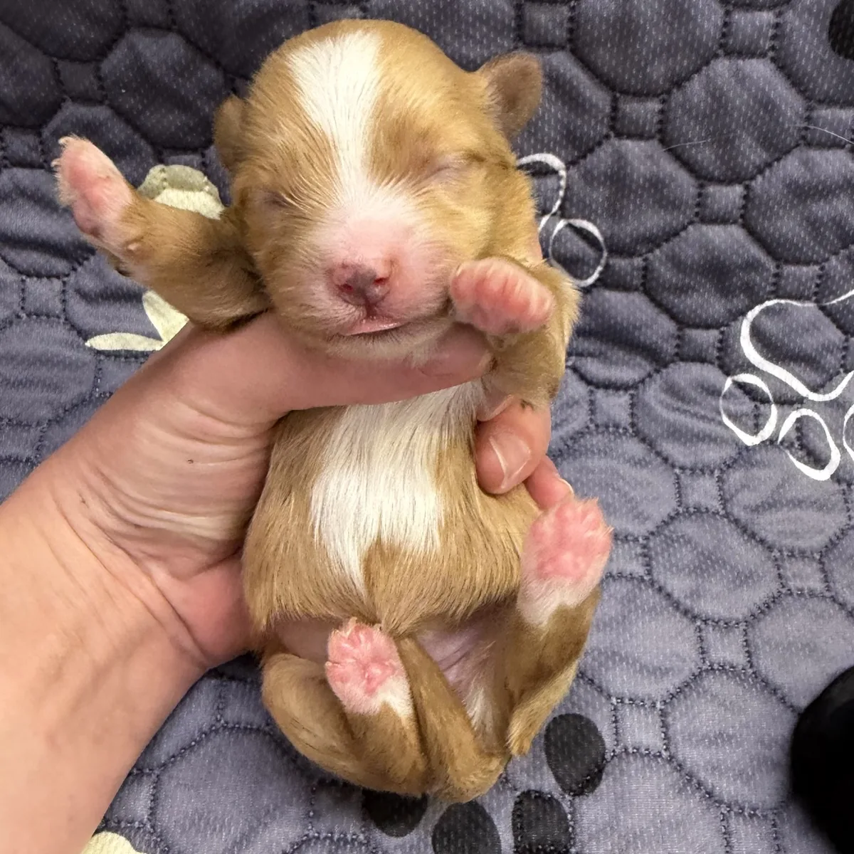 Tan and white newborn girl from Steffie's litter held in a hand