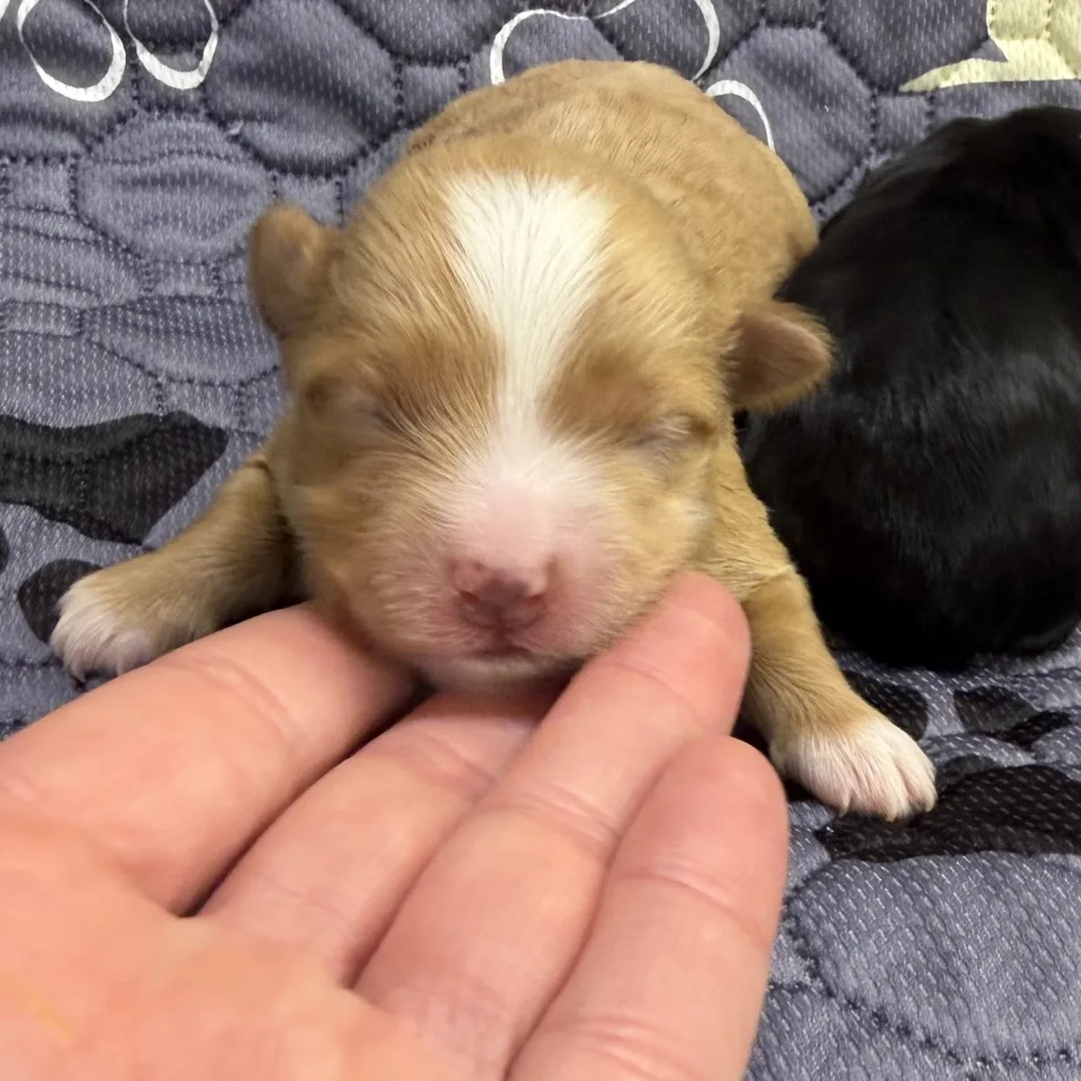 Tan and white newborn girl from Steffie's litter