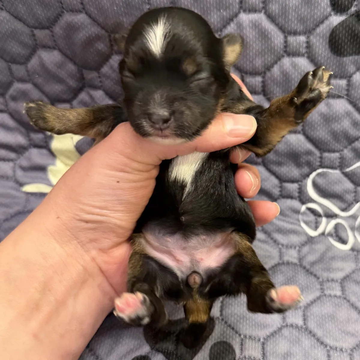 Black newborn girl from Steffie's litter held in a hand