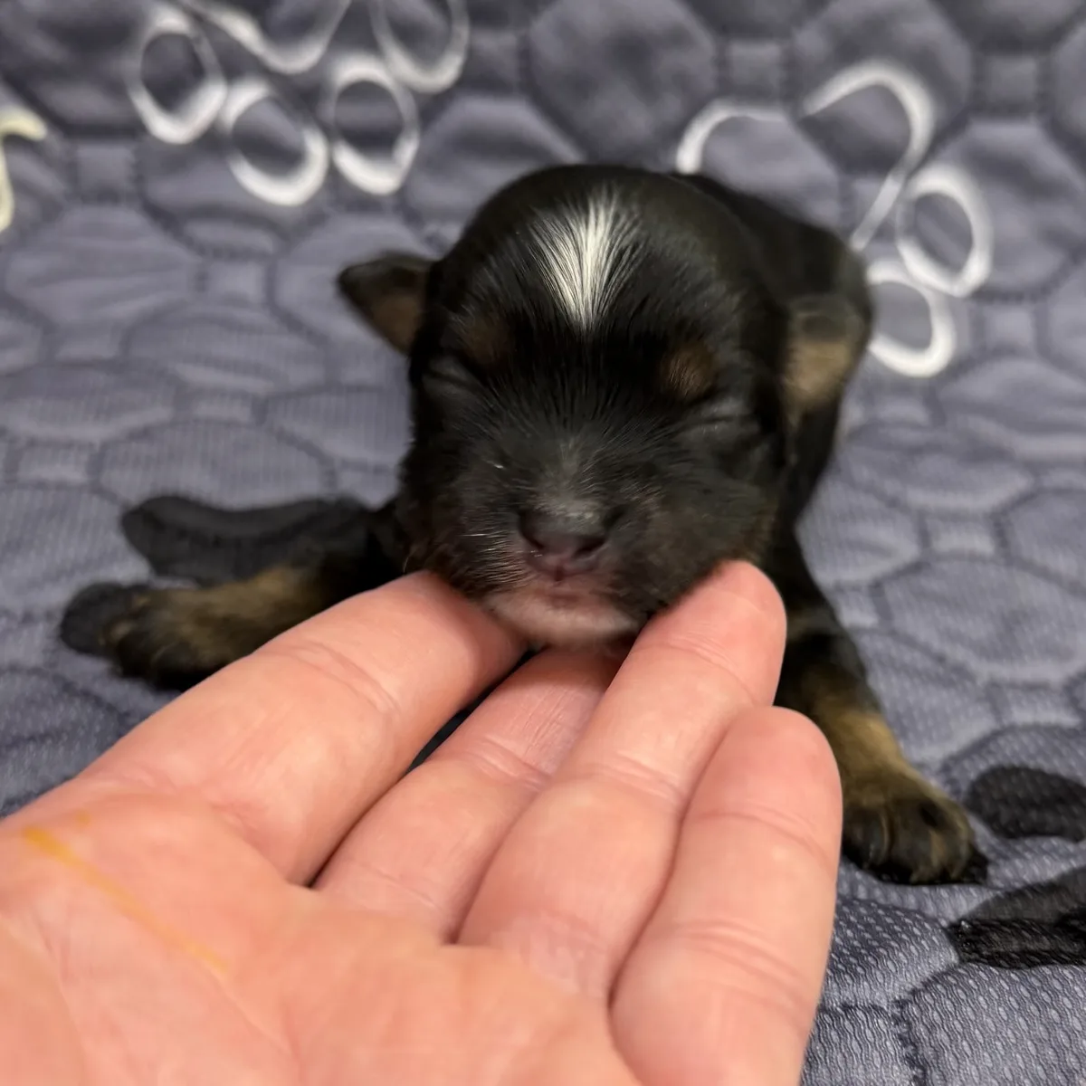Black newborn girl from Steffie's litter resting her chin on a hand