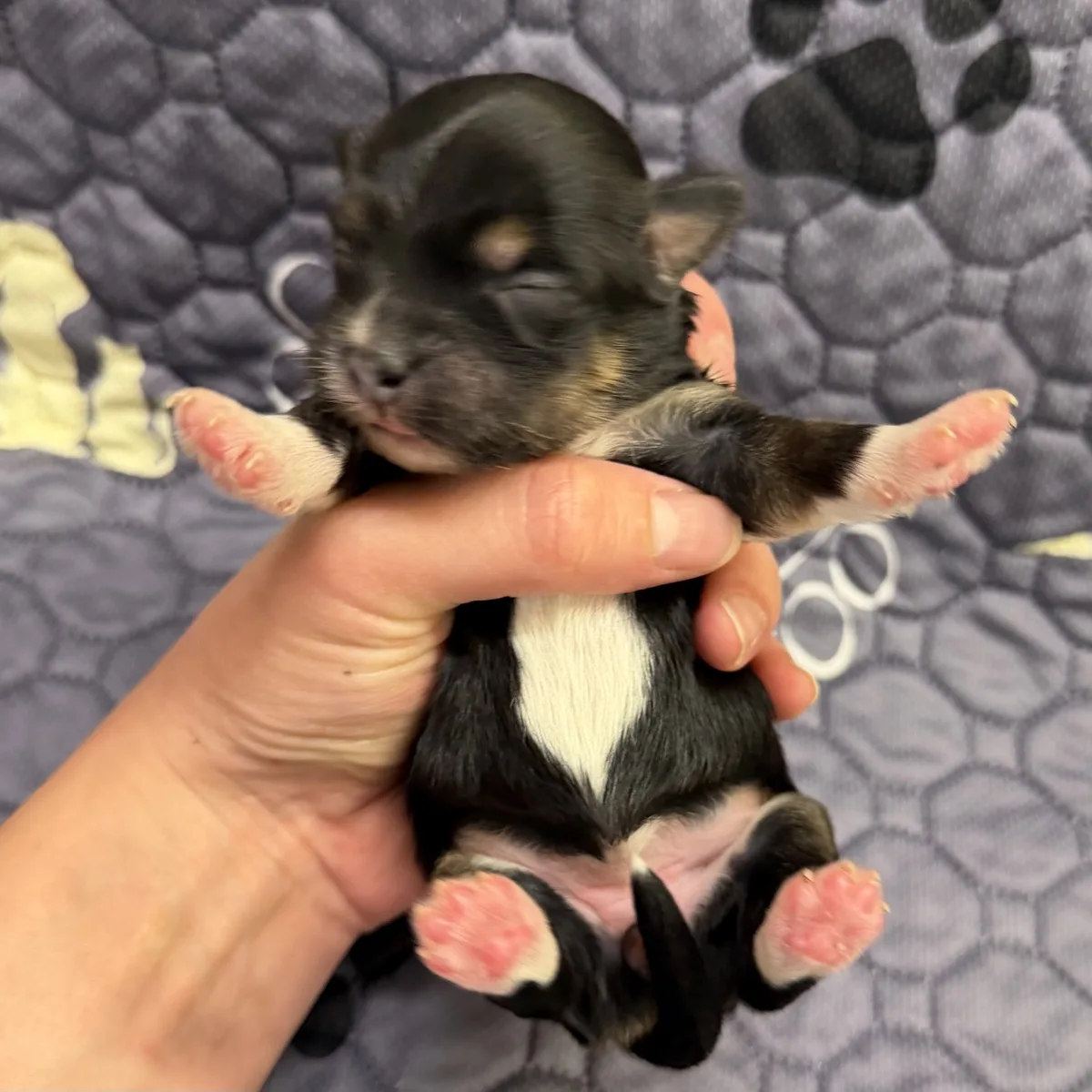 Black newborn girl from Steffie's litter held up, showing her white chest