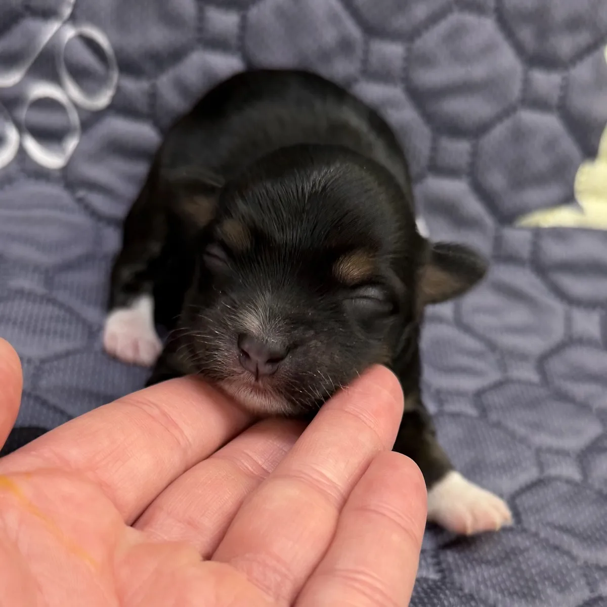 Black newborn girl from Steffie's litter lying down