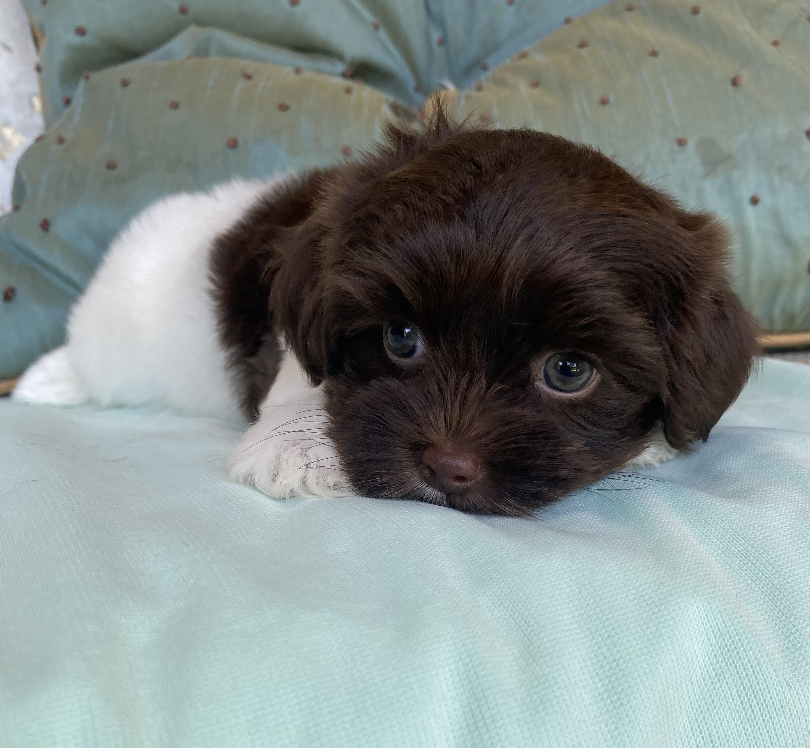 Chocolate havanese with blue sales eyes